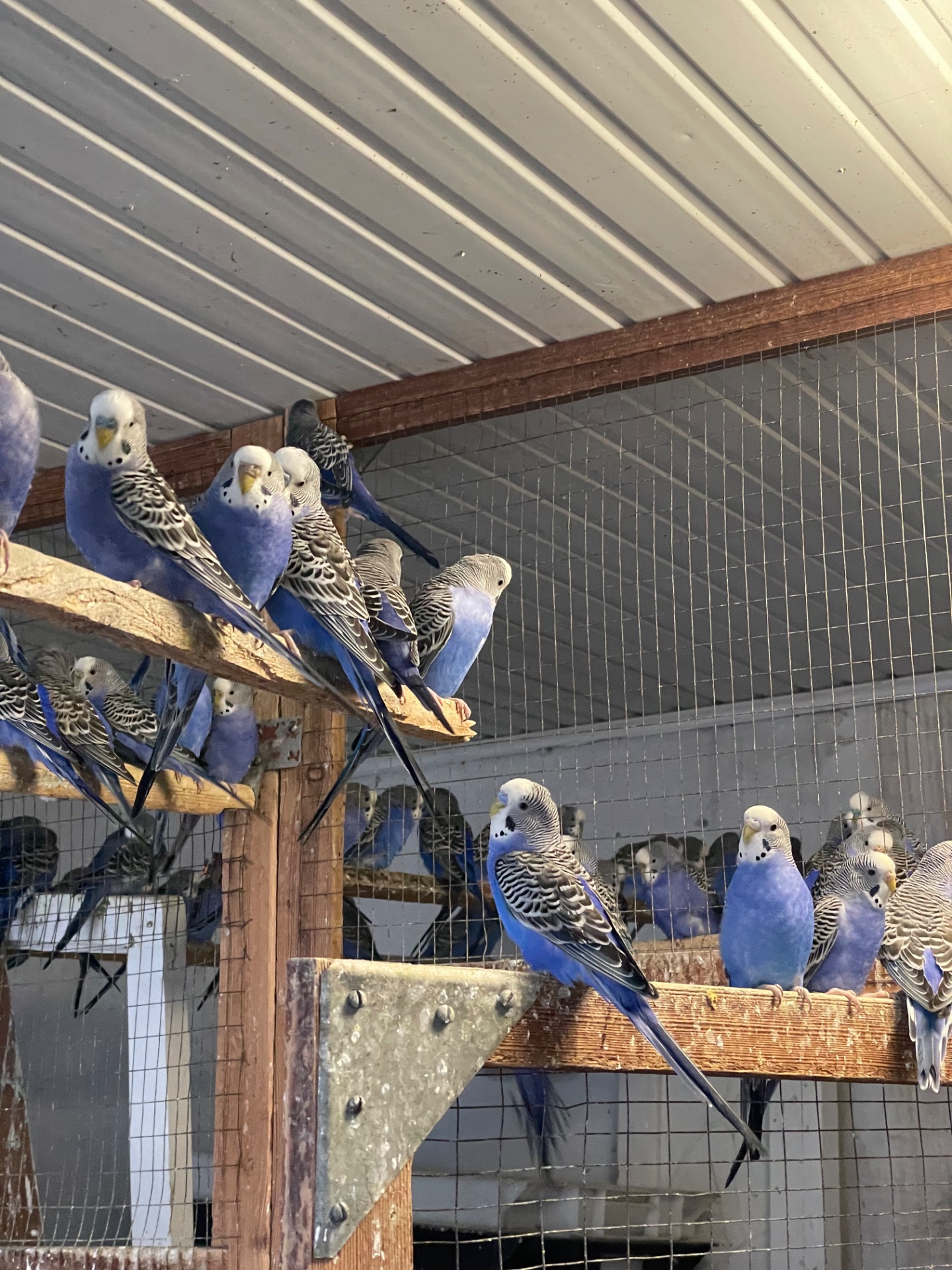 Волнистые попугаи