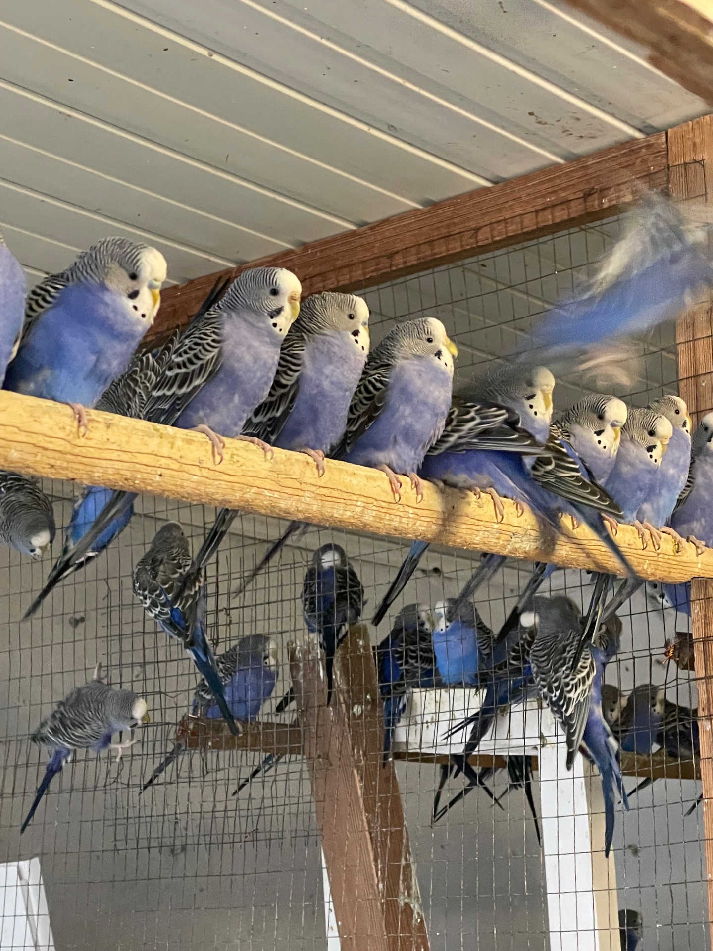 Волнистые попугаи