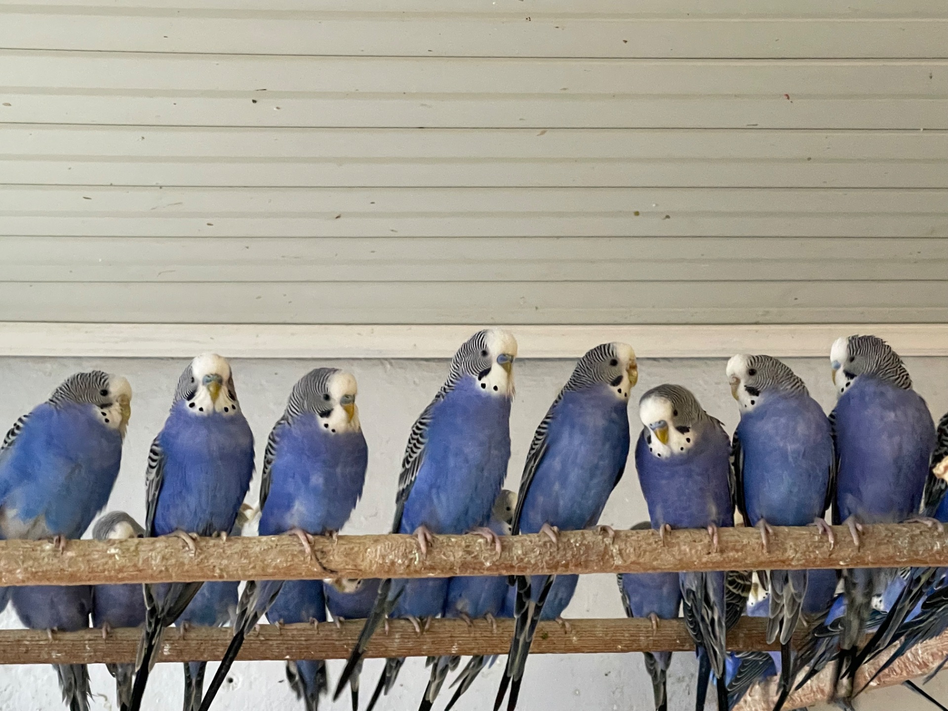 Волнистые попугаи