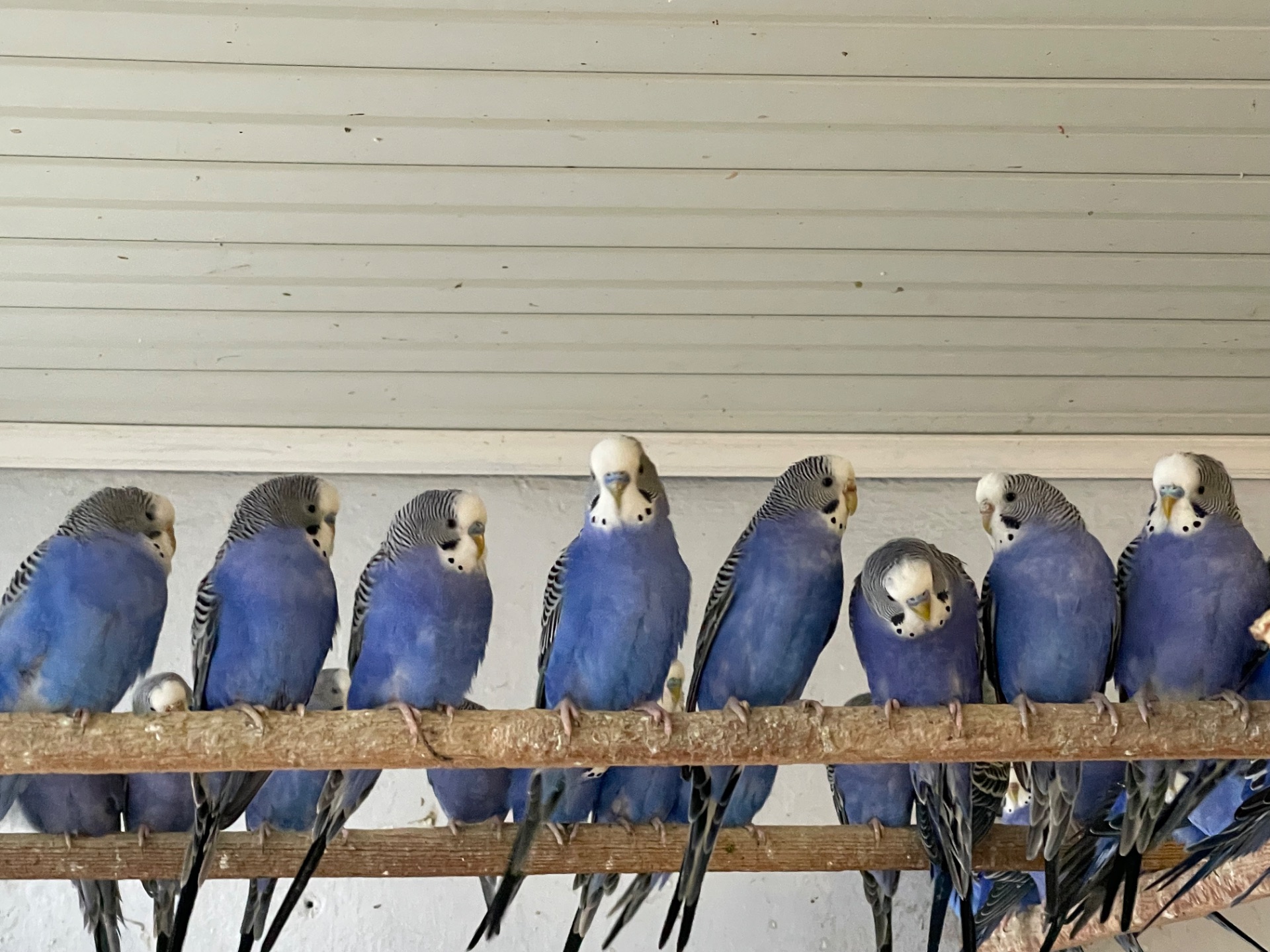 Волнистые попугаи