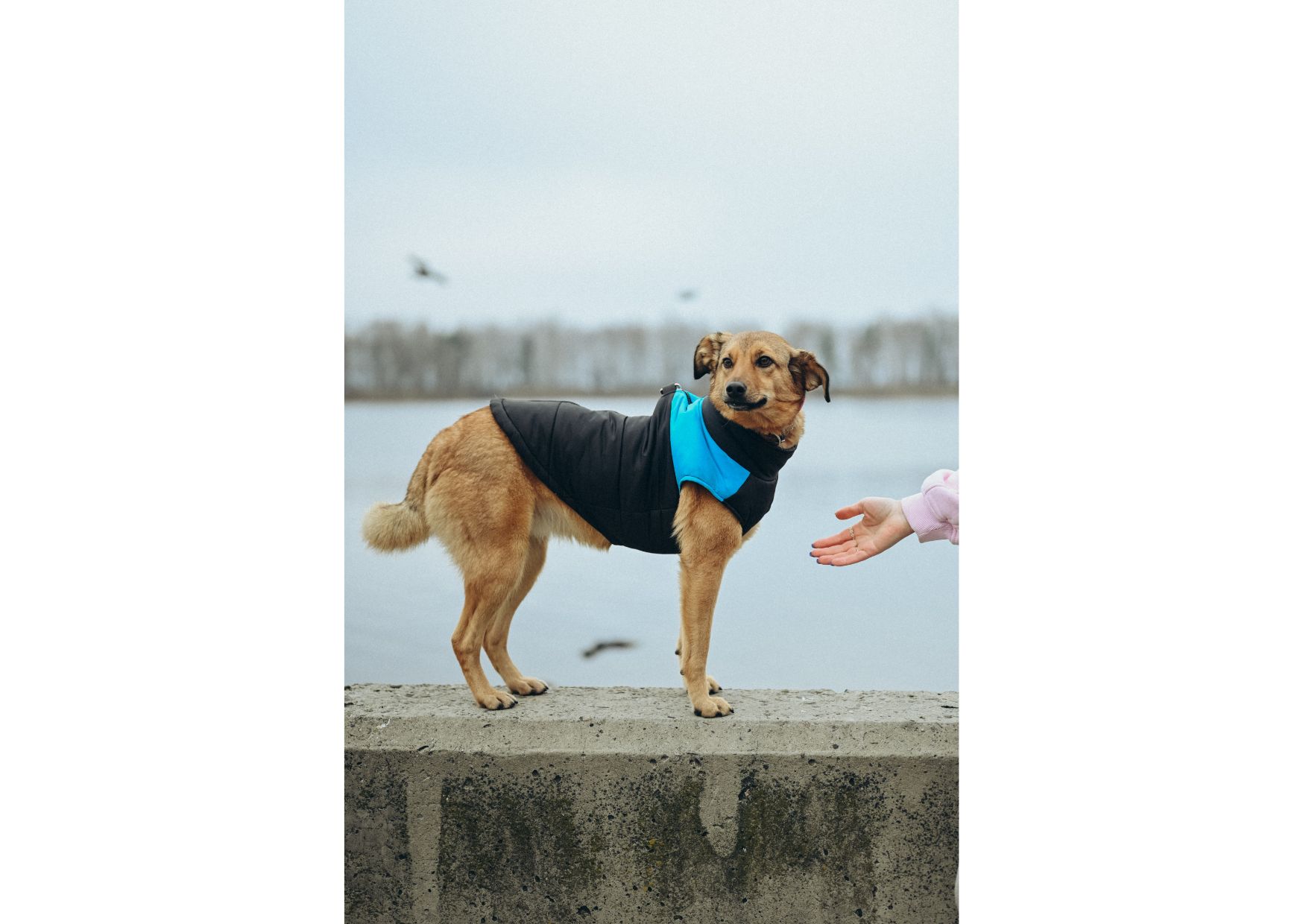 Позитивна Рижуля шукає дім 🥰