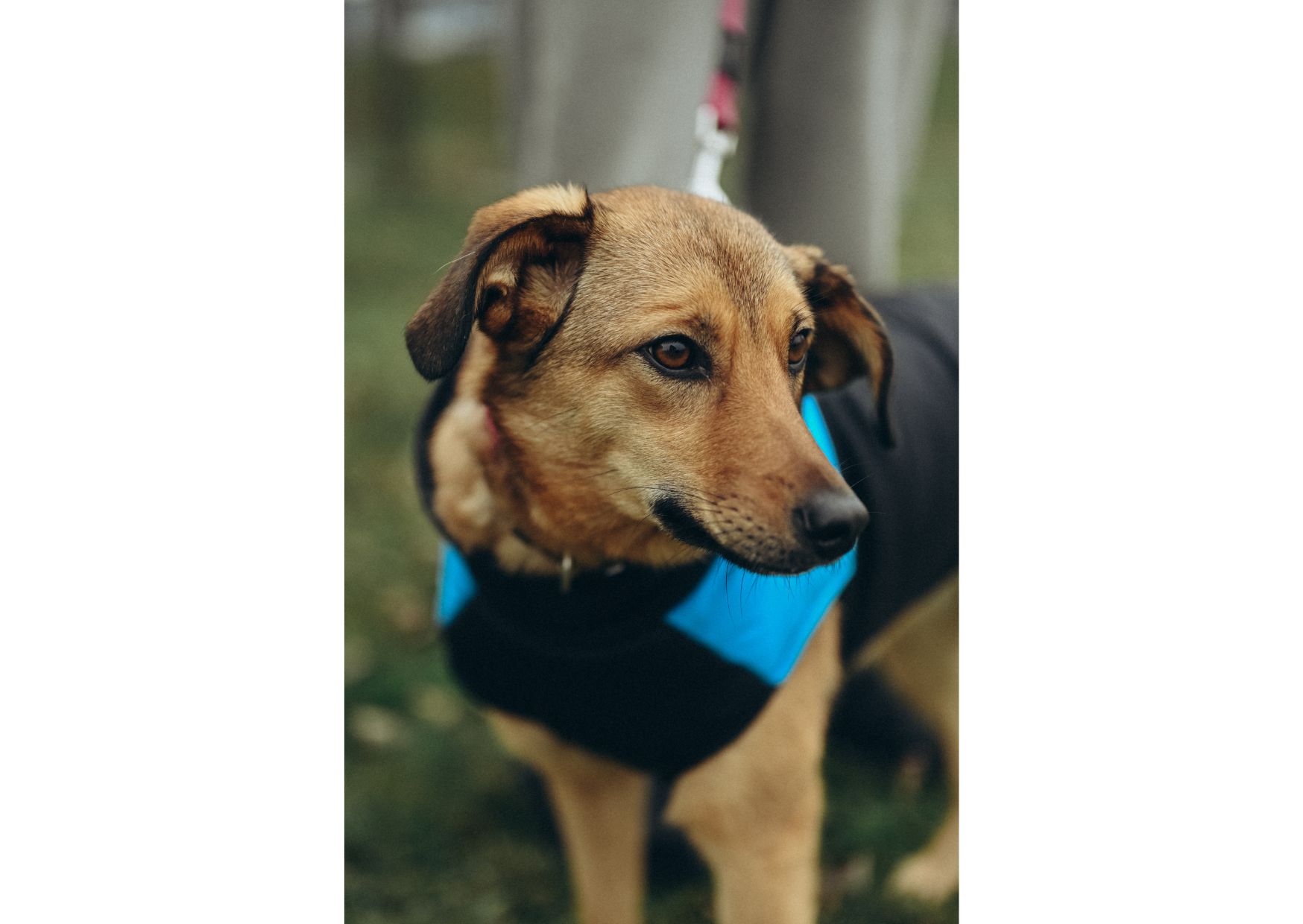 Позитивна Рижуля шукає дім 🥰