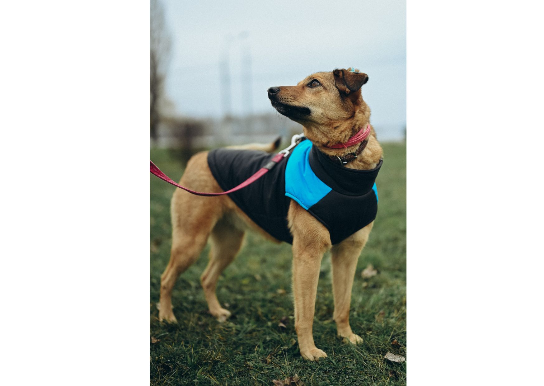 Позитивна Рижуля шукає дім 🥰