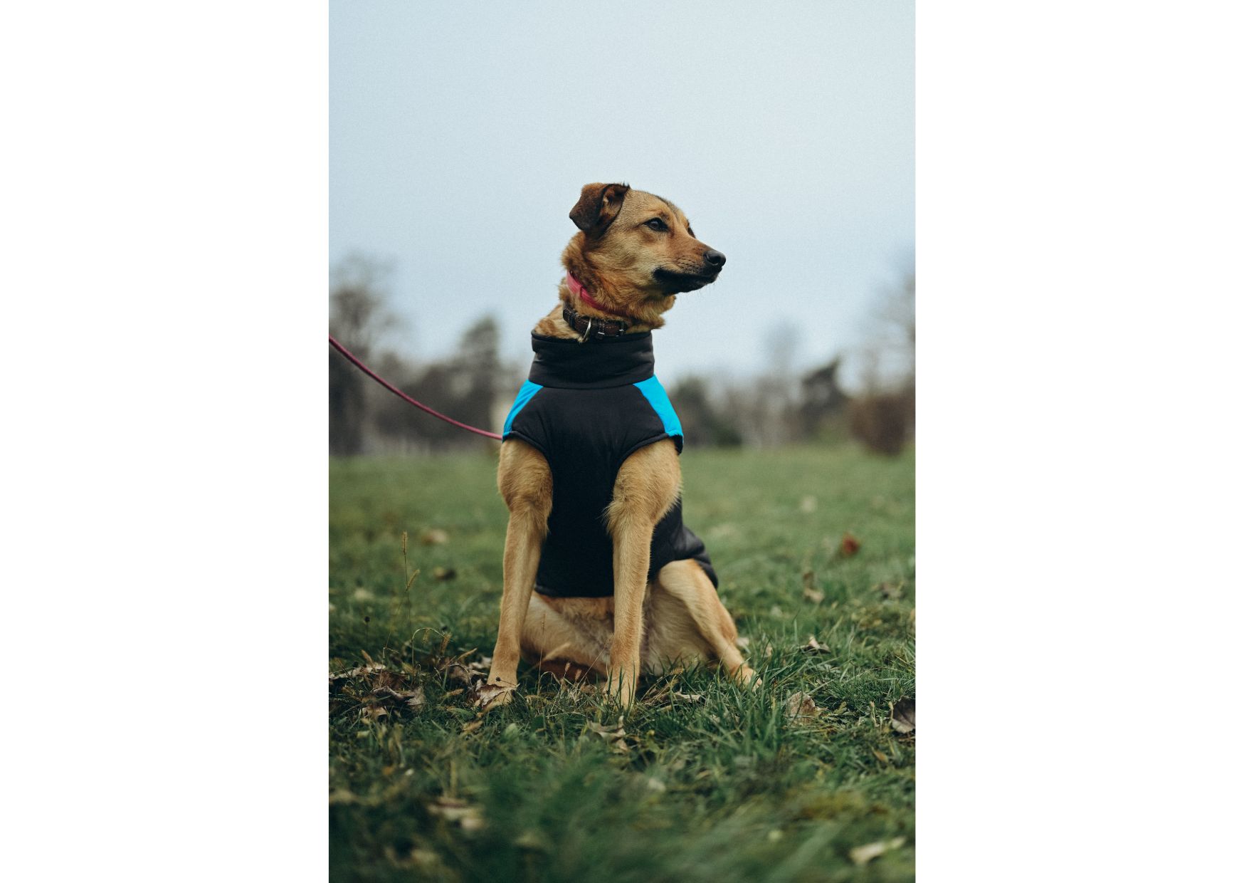 Позитивна Рижуля шукає дім 🥰