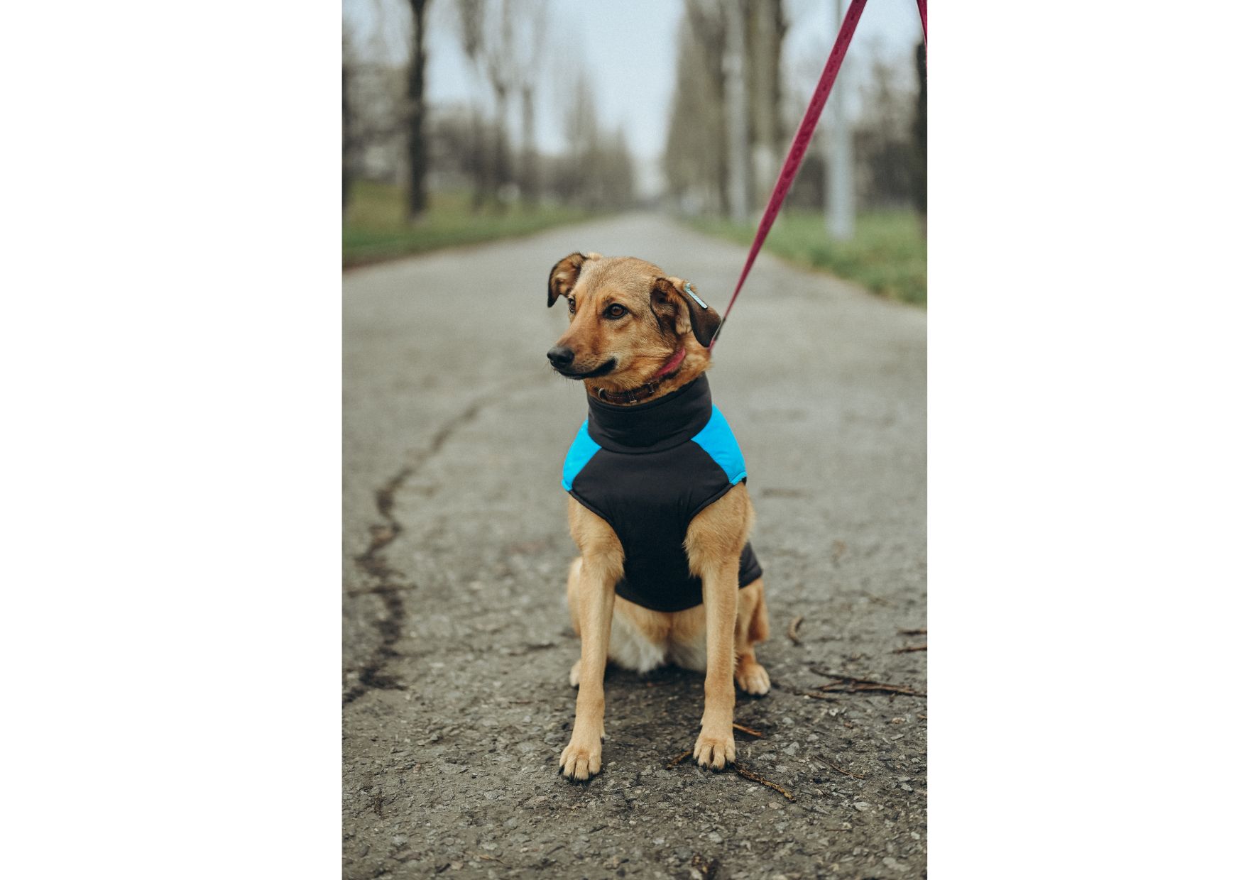 Позитивна Рижуля шукає дім 🥰