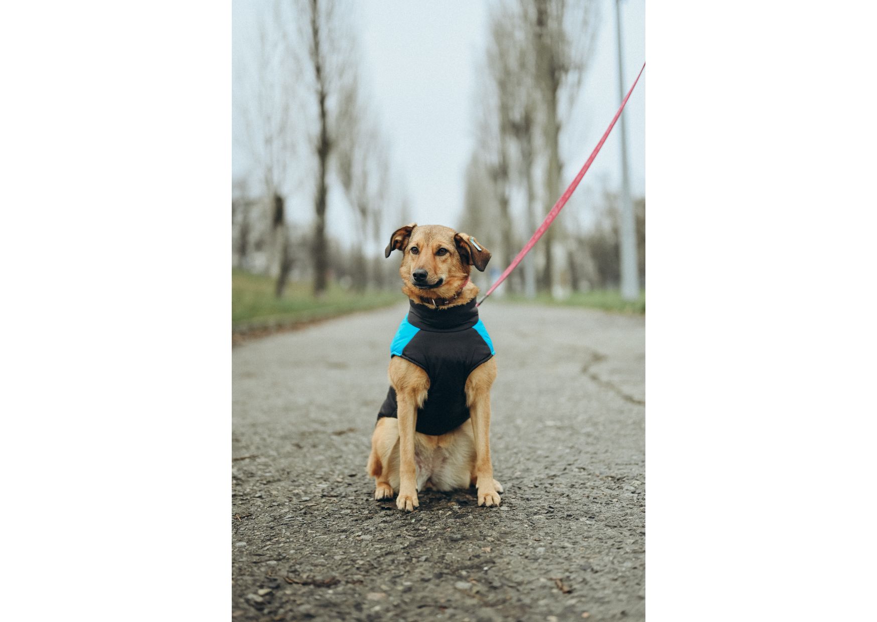 Позитивна Рижуля шукає дім 🥰