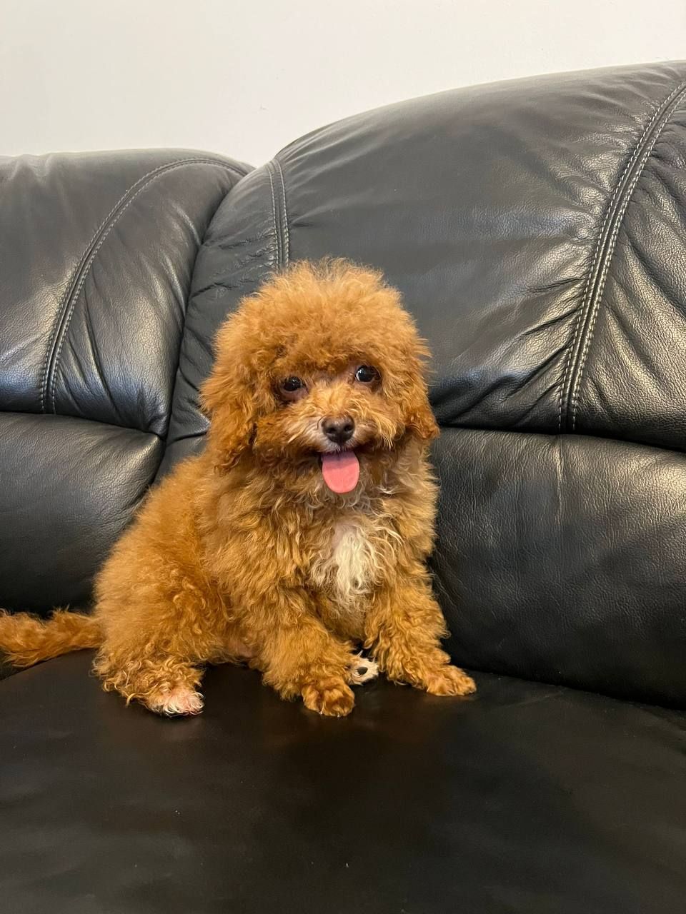 Эксклюзивный мини-мальтипу