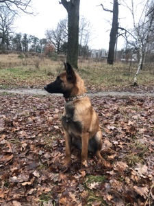 Цуценята Малінуа