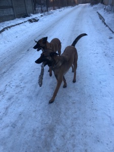 Цуценята Малінуа