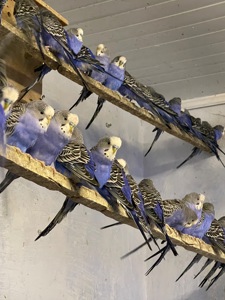 Волнистые попугаи