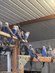 Волнистые попугаи