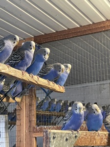 Волнистые попугаи