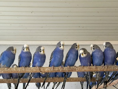 Волнистые попугаи