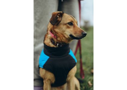 Позитивна Рижуля шукає дім 🥰