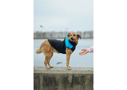 Позитивна Рижуля шукає дім 🥰