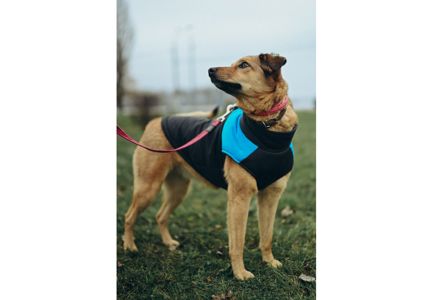 Позитивна Рижуля шукає дім 🥰