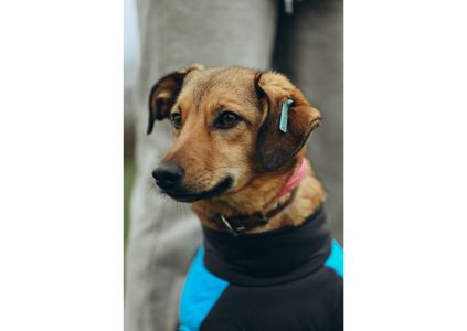 Позитивна Рижуля шукає дім 🥰