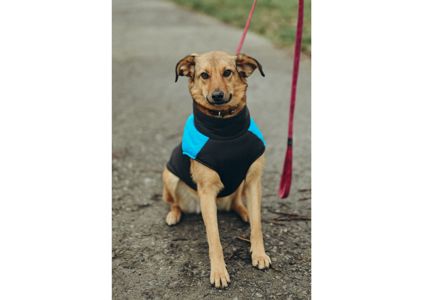 Позитивна Рижуля шукає дім 🥰