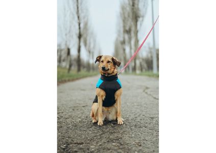 Позитивна Рижуля шукає дім 🥰