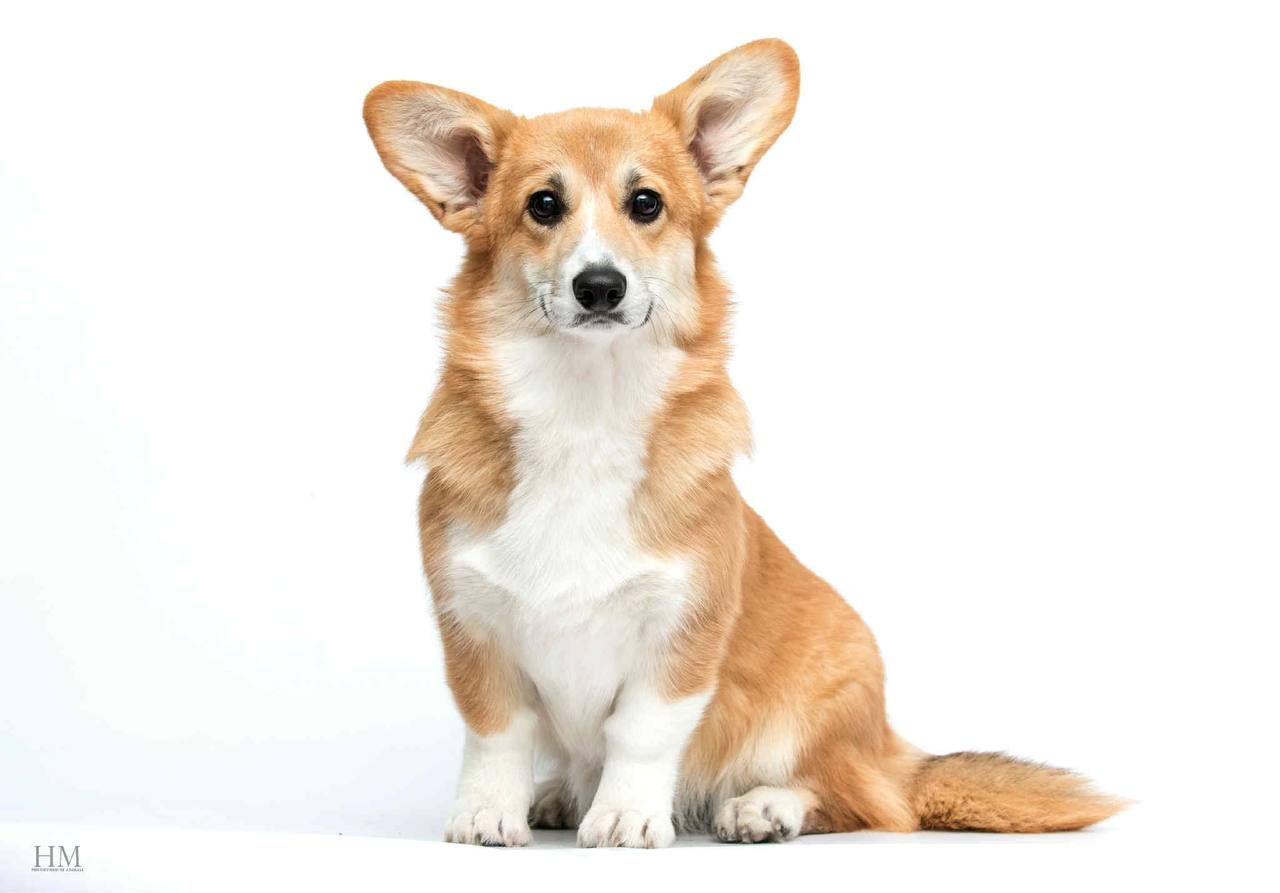 Елітна підрощена дівчинка-підліток Вельш-коргі пемброк від Чемпіонів!