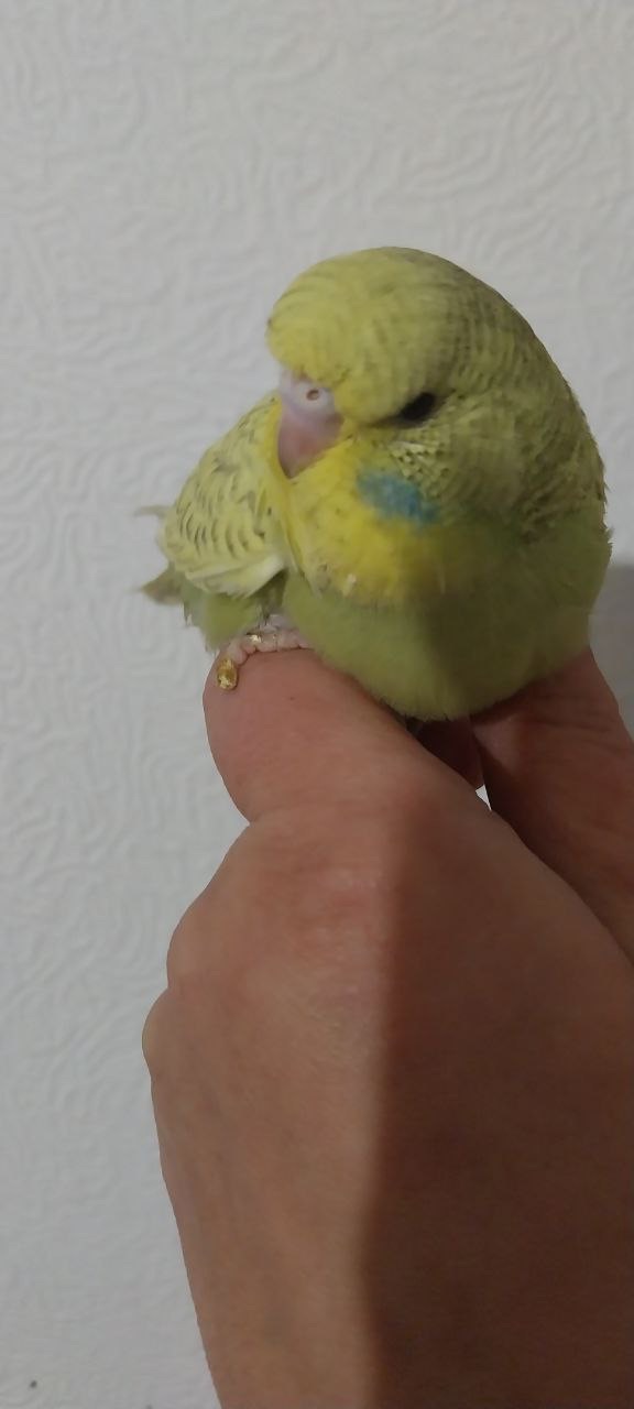 Чешка дівчинка