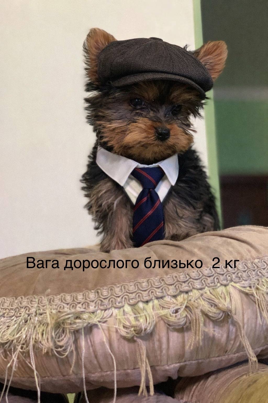 Щенки йоркширского терьера