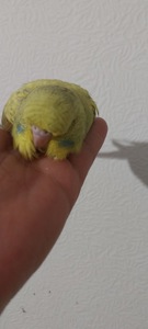 Чешка дівчинка