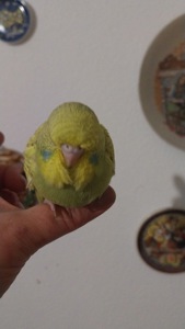 Чешка дівчинка