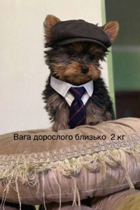 Щенки йоркширского терьера