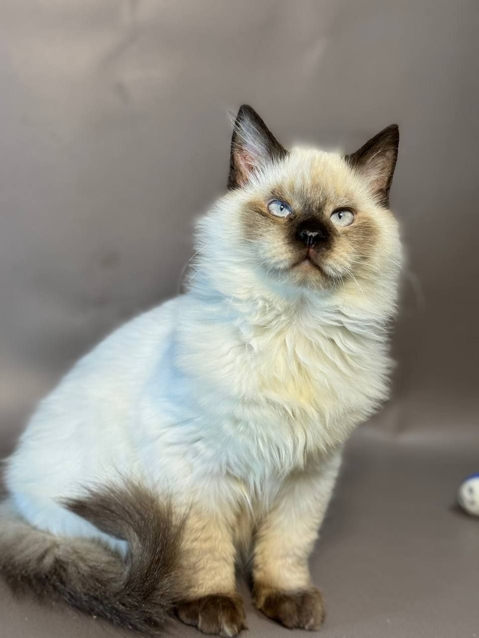 Спрайт, 5 місяців