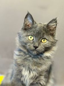 Кола, 5 місяців