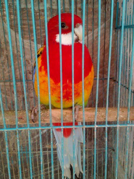 Розелла пташенята молоді різного кольору