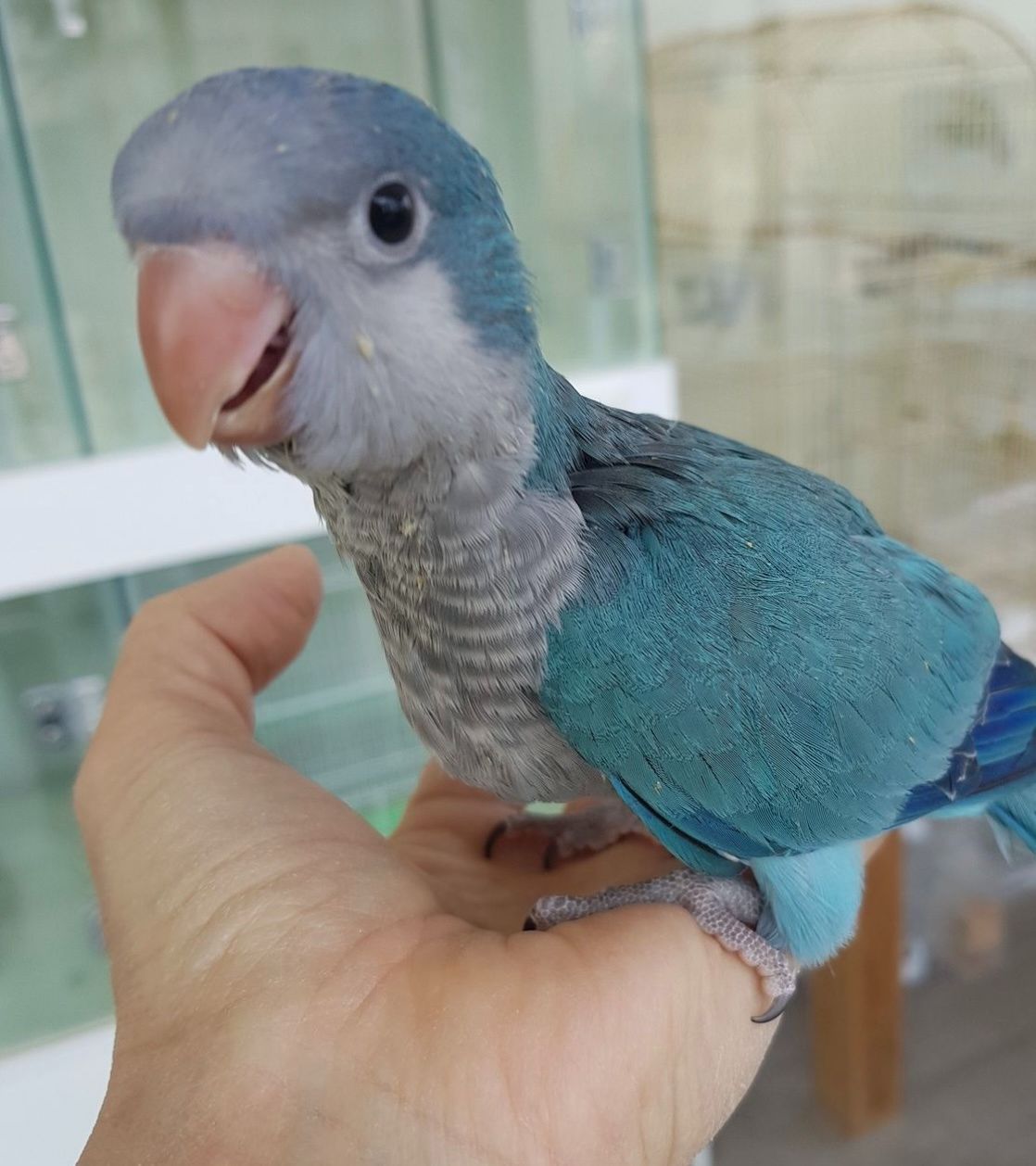 Квакер ручной, каліта, монах паенятка, клітки