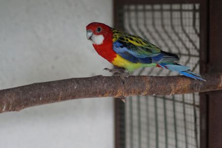 Розелла пташенята молоді різного кольору