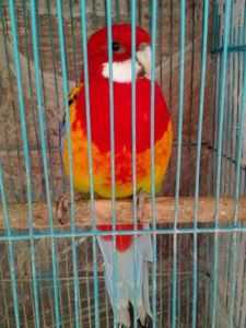 Розелла пташенята молоді різного кольору
