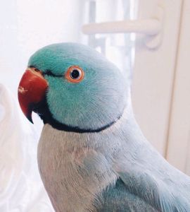 Говорящий ожереловый попугай молодой ручной