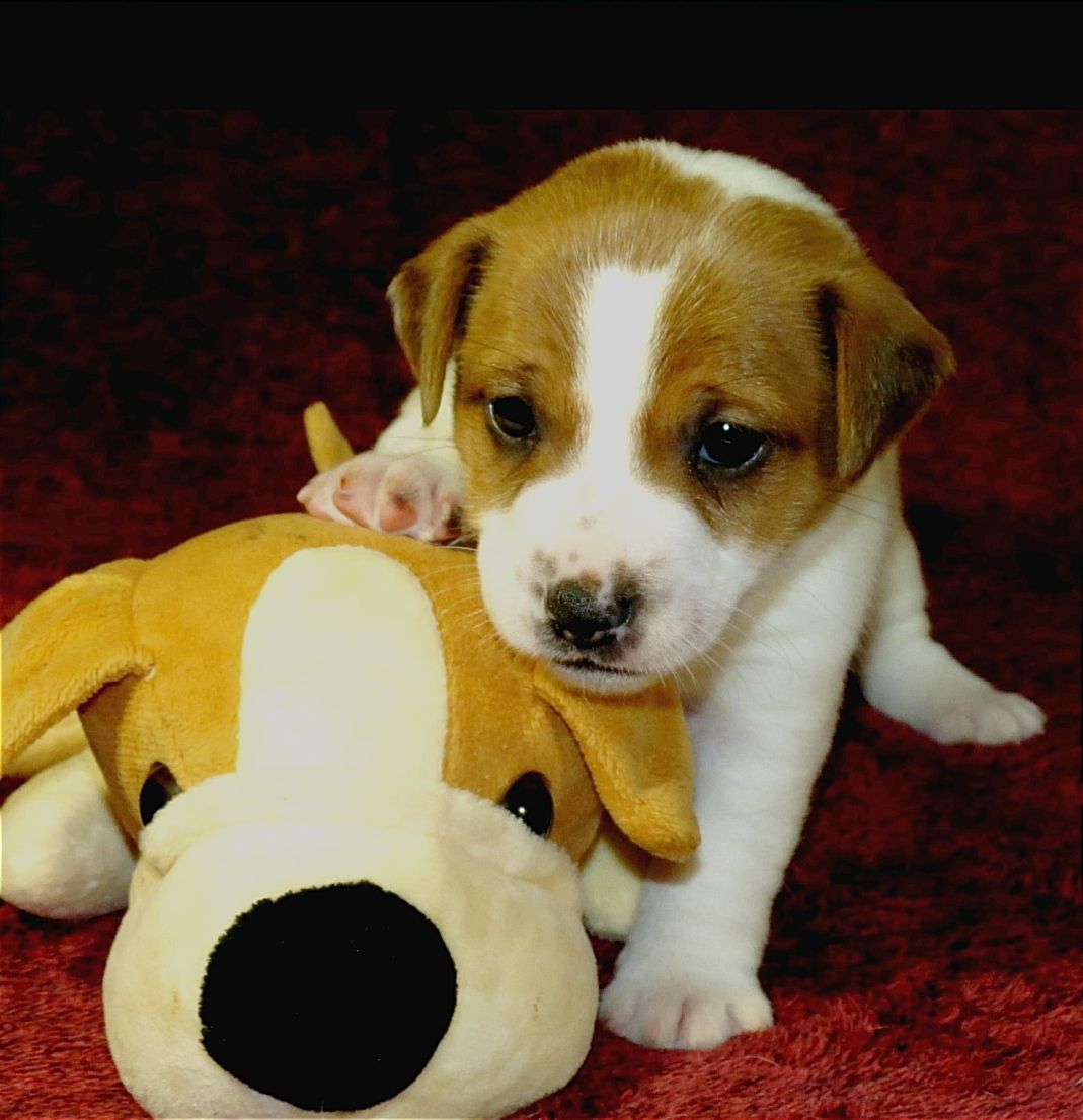 Джек Рассел тер'єр з документами клубу КСУ