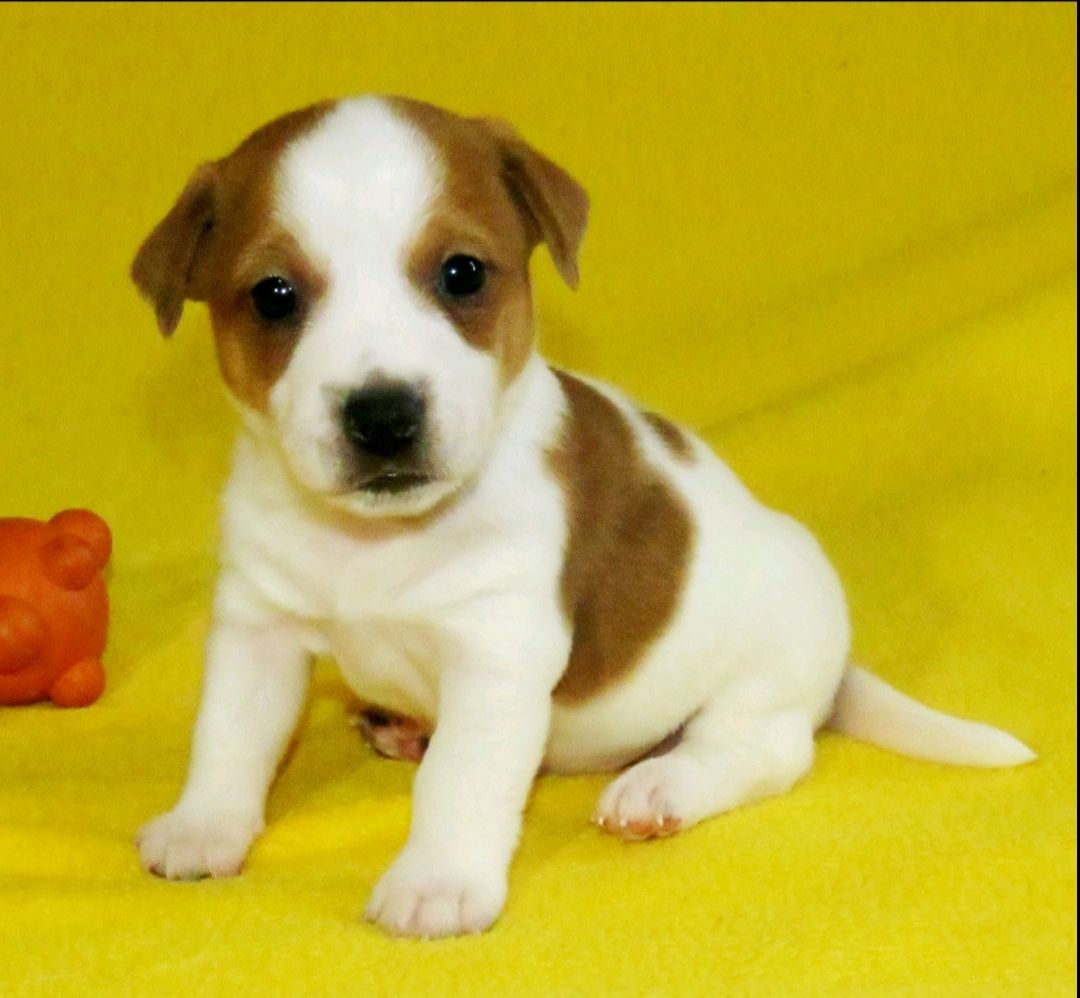 Джек Рассел тер'єр з документами клубу КСУ