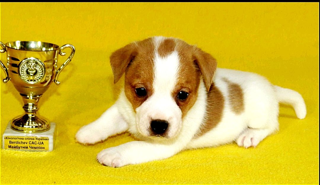 Джек Рассел тер'єр з документами клубу КСУ