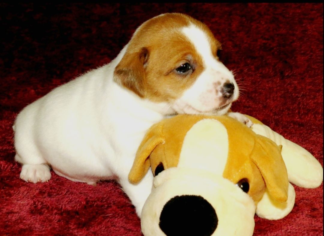 Джек Рассел тер'єр з документами клубу КСУ