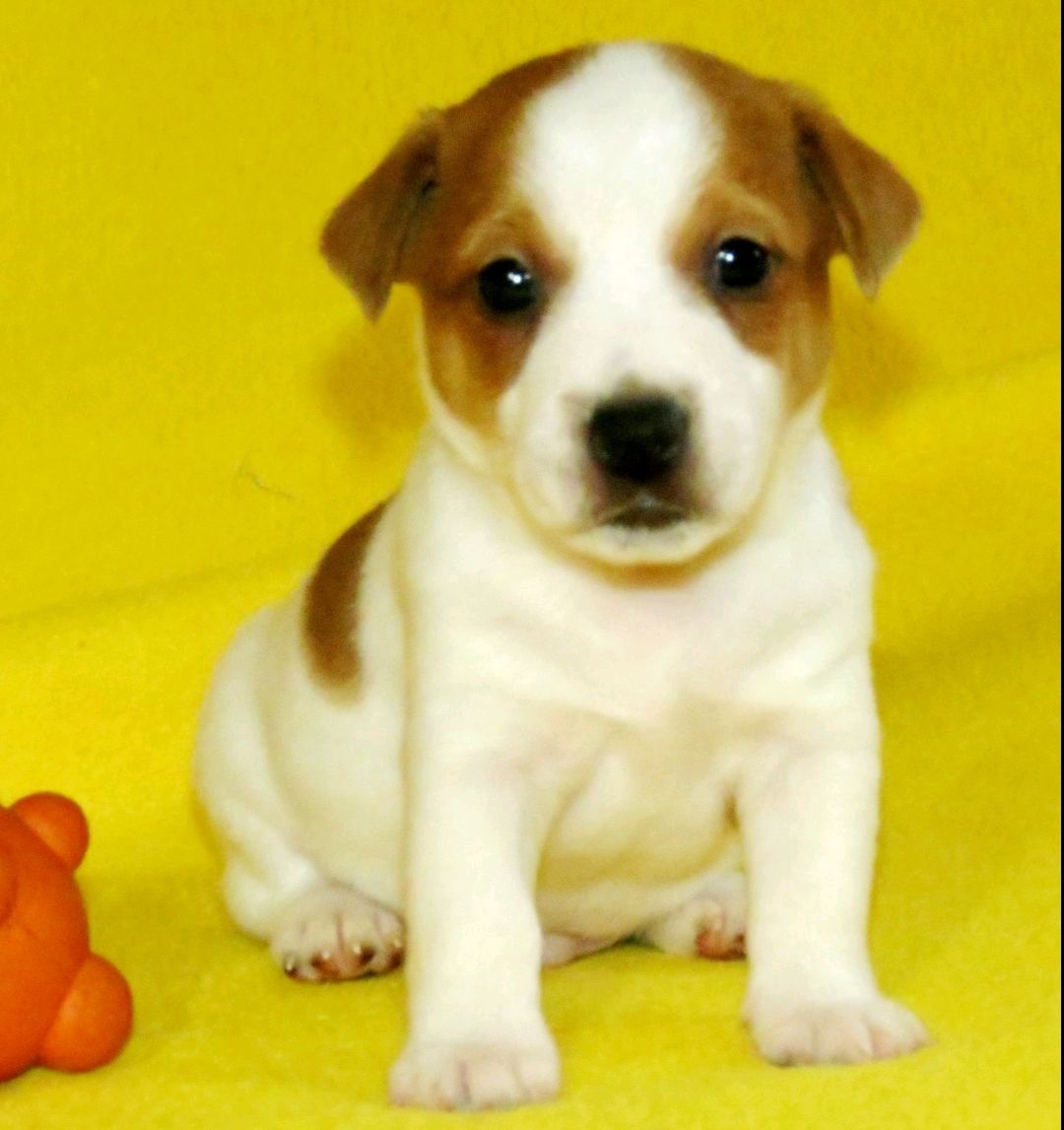 Джек Рассел тер'єр з документами клубу КСУ