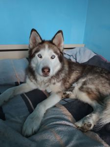 Ищет семью Пес Оскар