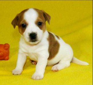 Джек Рассел тер'єр з документами клубу КСУ