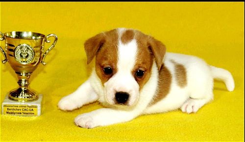 Джек Рассел тер'єр з документами клубу КСУ