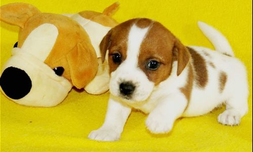 Джек Рассел тер'єр з документами клубу КСУ