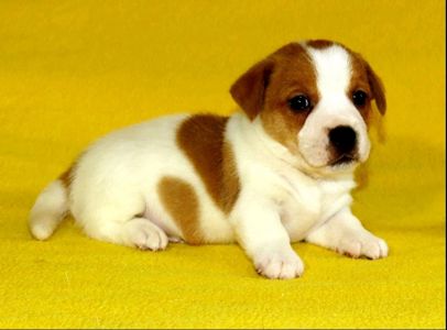 Джек Рассел тер'єр з документами клубу КСУ