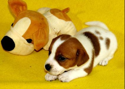 Джек Рассел тер'єр з документами клубу КСУ