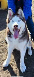 Ищет семью Пес Оскар