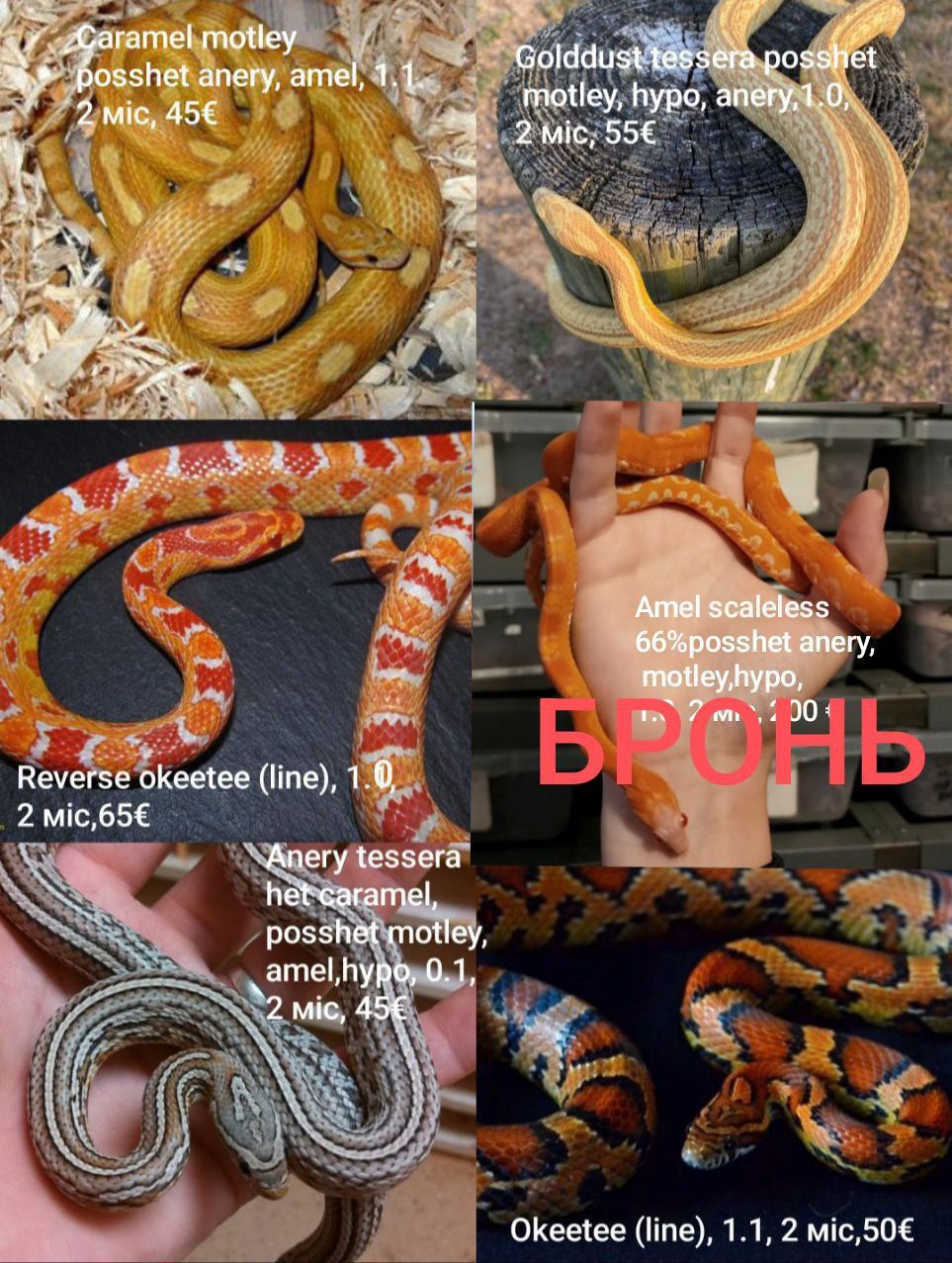 Маїсовий(маїсовий) полоз, малюки 2025 року, маїсовий полоз, маисовый полоз, маисик