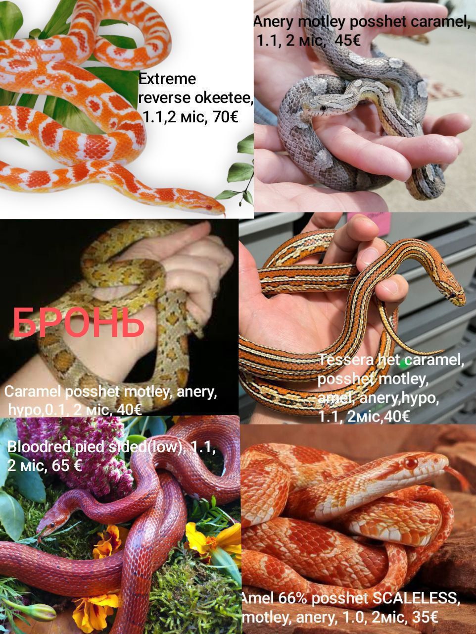 Маїсовий(маїсовий) полоз, малюки 2025 року, маїсовий полоз, маисовый полоз, маисик